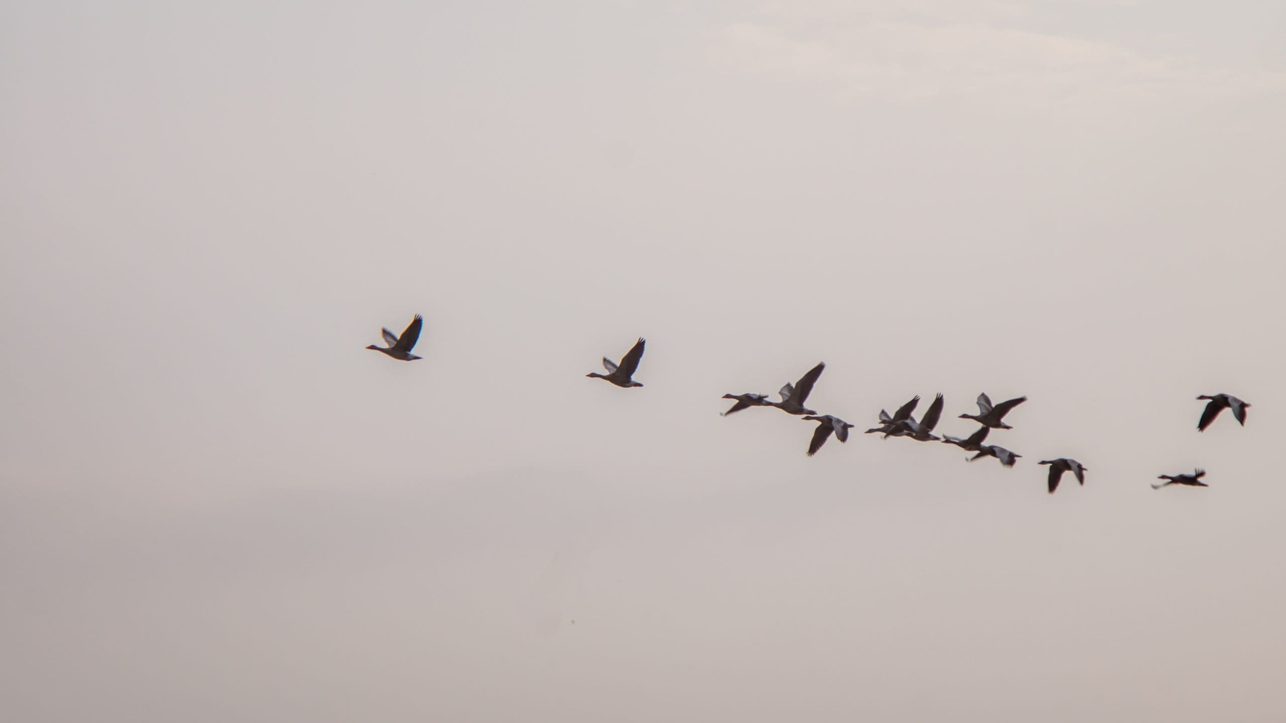 Migrating to a SaaS Business Model: Why and How?